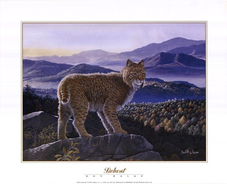 Bobcat by Don Balke art print