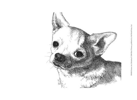 Bruiser the Chihuahua by Beth Thomas art print