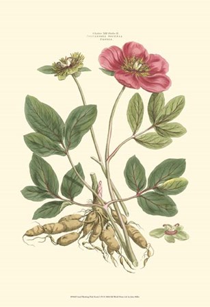 Small Blushing Pink Florals I (P) by John Miller art print