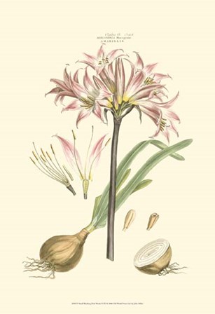 Small Blushing Pink Florals II (P) by John Miller art print
