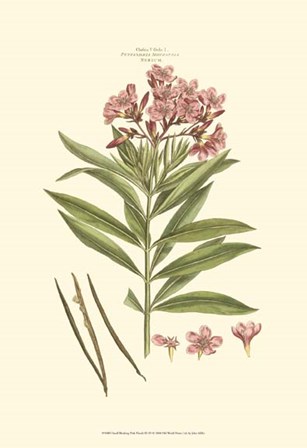 Small Blushing Pink Florals III (P) by John Miller art print