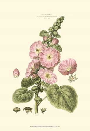 Small Blushing Pink Florals V (P) by John Miller art print