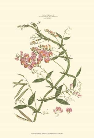 Small Blushing Pink Florals VI (P) by John Miller art print