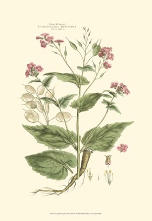 Small Blushing Pink Florals VII (P) by John Miller art print