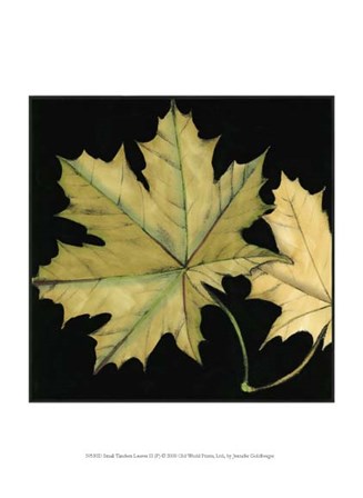 Small Tandem Leaves II (P) by Jennifer Goldberger art print