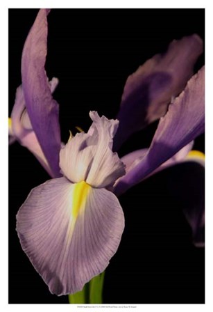 Small Sweet Iris I (U) by Renee Stramel art print