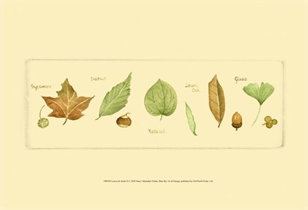 Leaves &amp; Seeds II by Nancy Shumaker art print