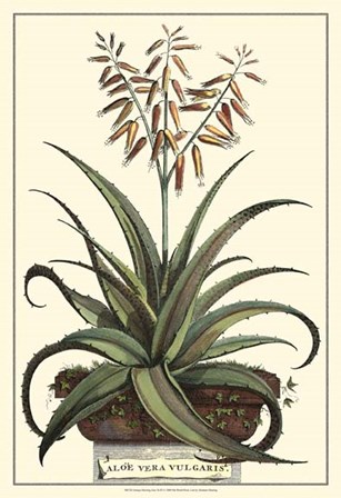 Antique Munting Aloe III by Abraham Munting art print
