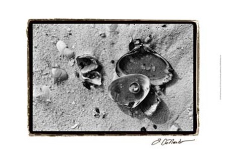 Sand Treasures II by Laura Denardo art print
