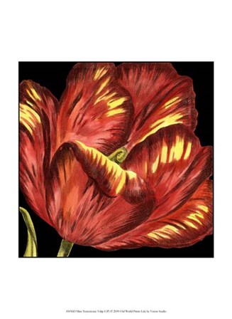 Mini Transitional Tulip I by Vision Studio art print