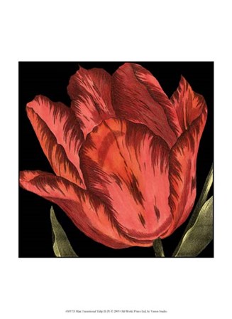 Mini Transitional Tulip II by Vision Studio art print