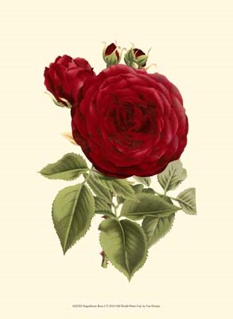 Magnificent Rose I by Francois Van Houtte art print
