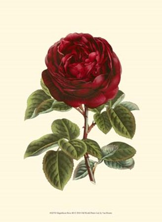 Magnificent Rose III by Francois Van Houtte art print