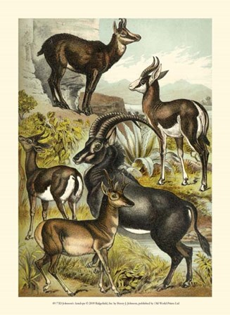 Johnson&#39;s Antelope by Henry J. Johnson art print
