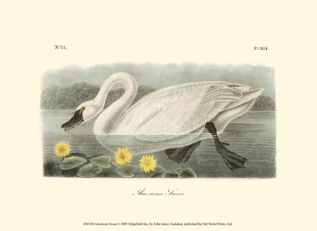 American Swan by John James Audubon art print