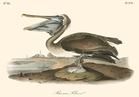 Brown Pelican (horizontal) by John James Audubon art print
