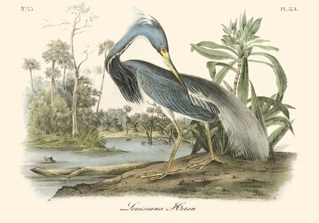 Louisiana Heron by John James Audubon art print