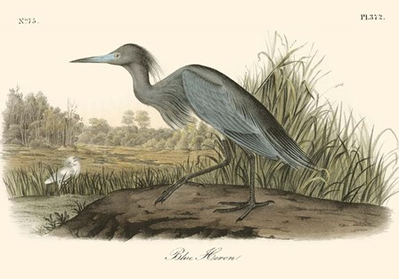 Blue Heron by John James Audubon art print
