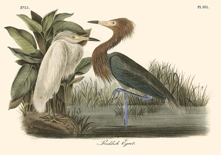 Reddish Egret by John James Audubon art print