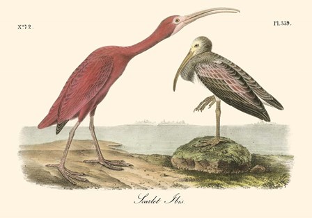 Scarlet Ibis by John James Audubon art print