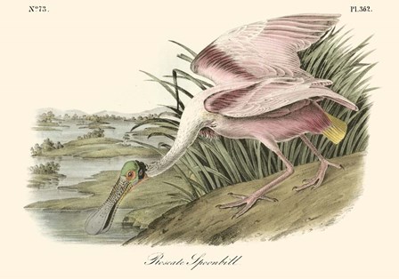 Roseate Spoonbill (light pink) by John James Audubon art print
