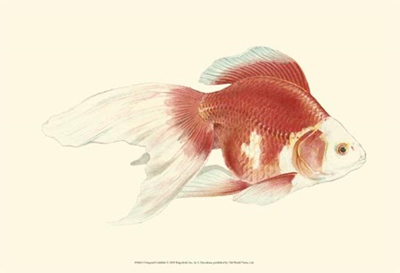 Fringetail Goldfish by S. Matsubara art print
