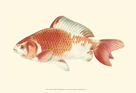 Common Goldfish by S. Matsubara art print