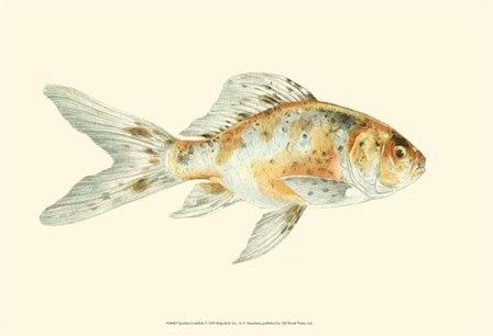 Speckled Goldfish by S. Matsubara art print