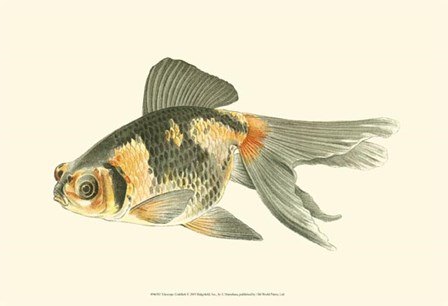 Telescope Goldfish by S. Matsubara art print