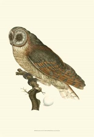 Nozeman Owls IV art print