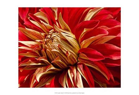 Graphic Dahlia IV by Rachel Perry art print