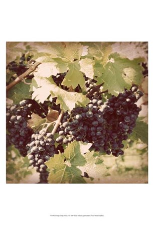 Vintage Grape Vines II by Jason Johnson art print