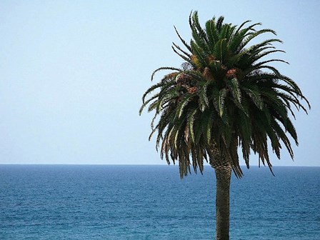 Palm at Moonlight Beach by Jenny Kraft art print