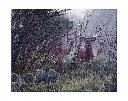 Lone Star Whitetail by John Banovich art print