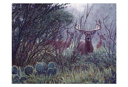 Lone Star Whitetail by John Banovich art print