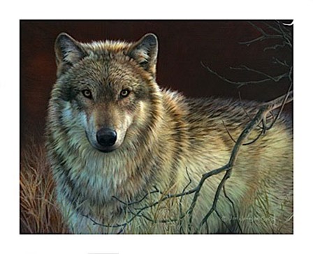 Uninterrupted Stare- Gray Wolf by Joni Johnson-Godsy art print