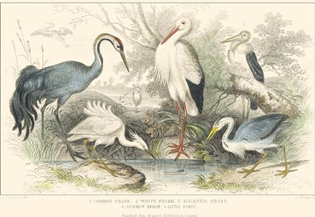 Herons, Egrets and Cranes by J. Stewart art print