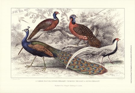 Peacock &amp; Pheasants by J. Stewart art print