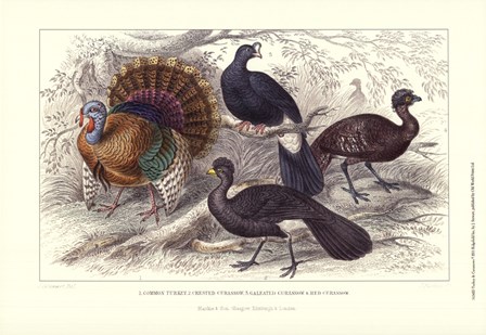 Turkey &amp; Curassows by J. Stewart art print