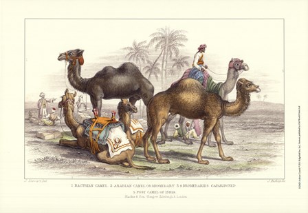 Arabian Camels by J. Stewart art print