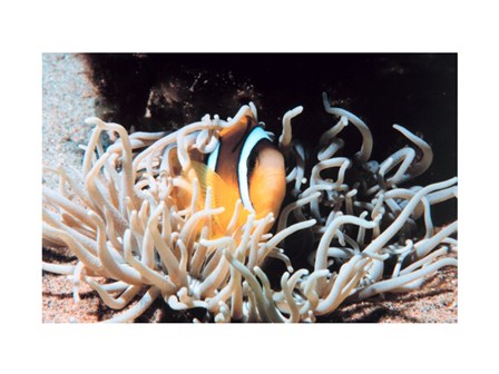 Clown fish in coral reef art print
