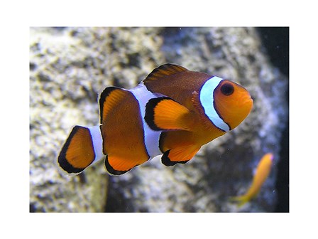 Clown Fish art print