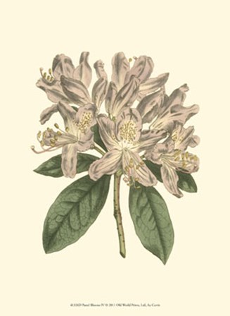 Pastel Blooms IV art print