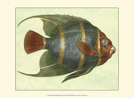 Small Angel Fish I by Jennifer Goldberger art print