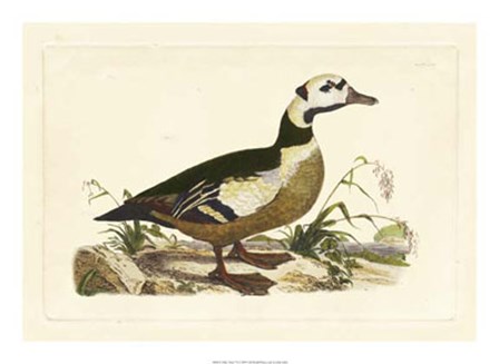 Duck VI by John Selby art print