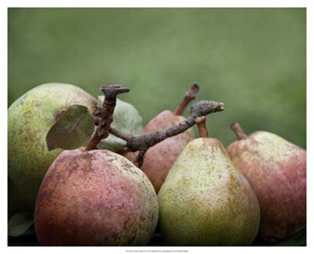 Comice Pears II by Rachel Perry art print