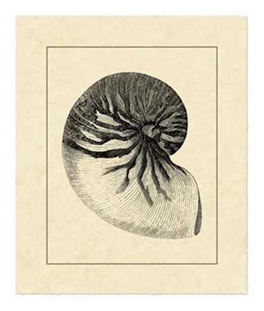 Vintage Shell I by Vision Studio art print