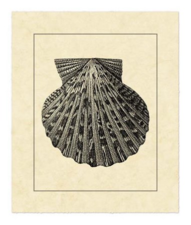 Vintage Shell II by Vision Studio art print