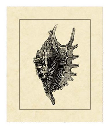 Vintage Shell III by Vision Studio art print