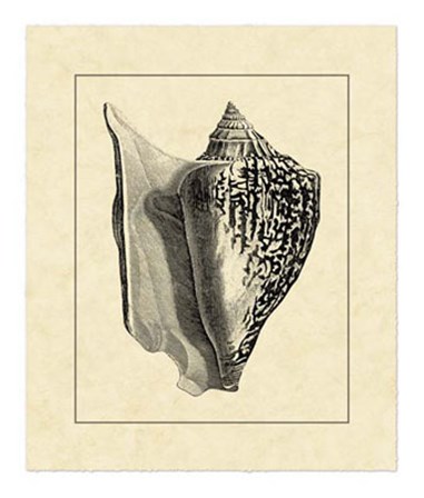 Vintage Shell IV by Vision Studio art print